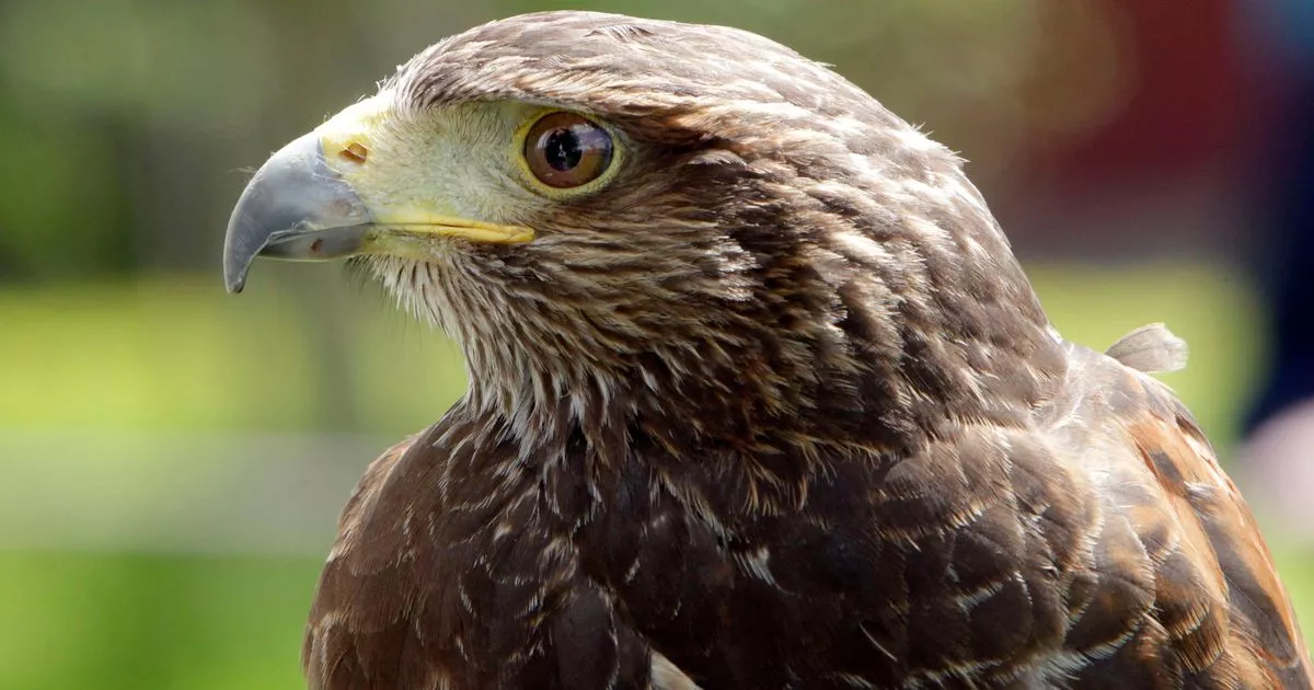 Birds of Prey